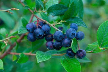 Bush yaban mersini meyve