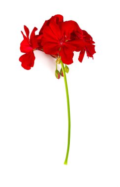 Kırmızı sardunya çiçekleri beyaz renkte soyutlanır.