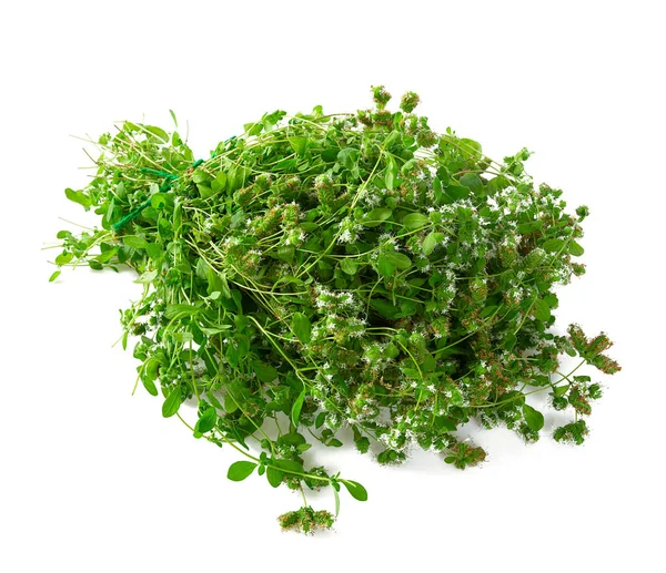 Beyaz arkaplanda marjoram izole — Stok fotoğraf