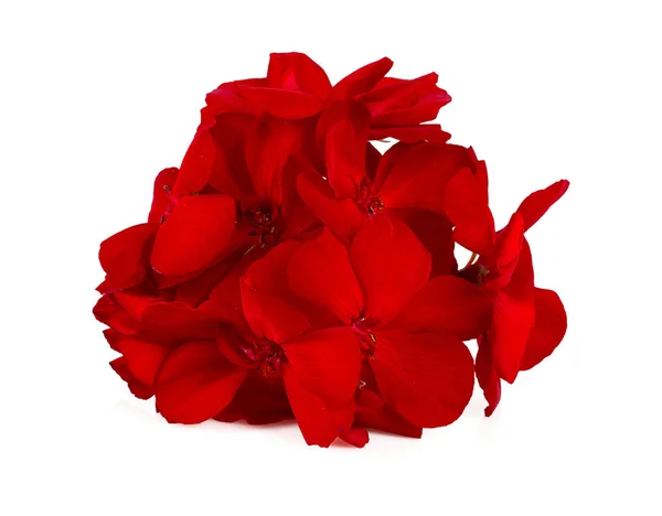 Red gernium flower blossoms isolated on white — Stock Photo, Image