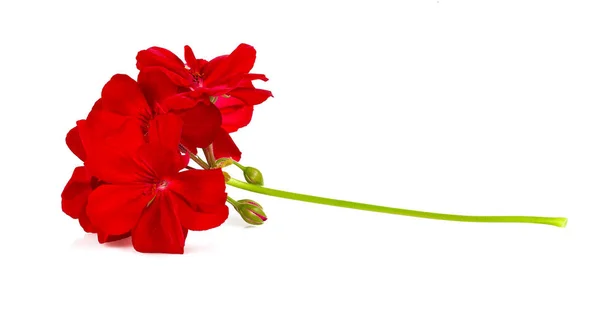Цветы красного герния, выделенные на белом — стоковое фото