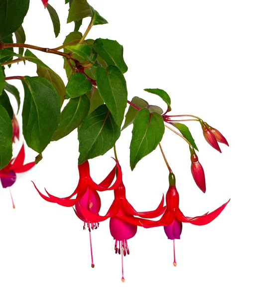 Fuchsia plant blossoms isolated on white background — Stock Photo, Image