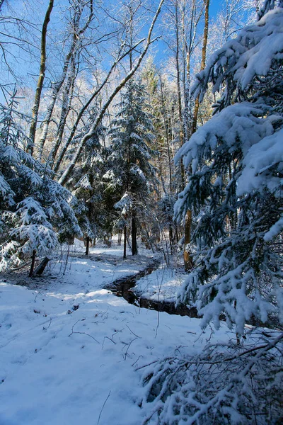 Bela Floresta Inverno Dia Ensolarado — Fotografia de Stock