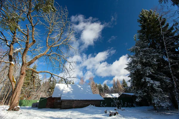 Hermoso Bosque Invierno Día Soleado — Foto de Stock