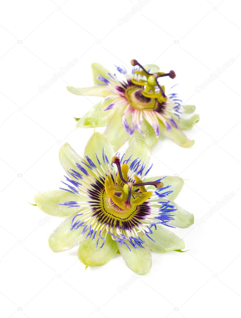passion flowers on dark wooden surface