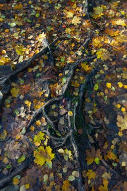 Ağaç kökleri ve sonbahar yaprakları