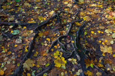 Ağaç kökleri ve sonbahar yaprakları