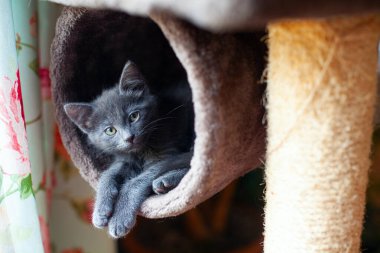 Kedi kulesinde poz veren sevimli gri kedi yavrusu.