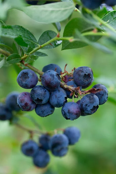 Fruit Aux Myrtilles Sur Bush — Photo