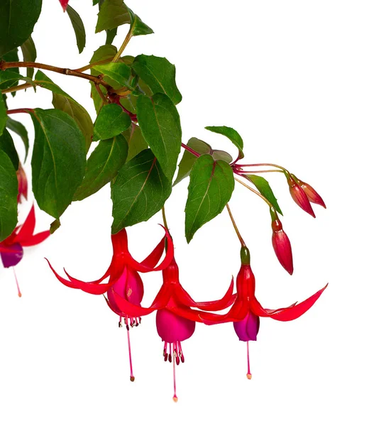 Fuchsia Plant Blossoms Isolated White Background — Stock Photo, Image