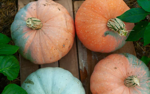 Raccolto Zucche Verdi Arancioni — Foto Stock