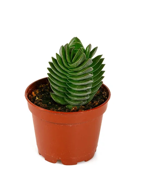 Grön Kaktus Kruka Isolerad Vit — Stockfoto