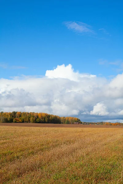 Beautiful Autumn Meadow Sunny Day — Stock Photo, Image