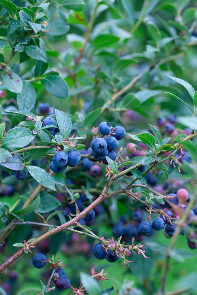 Fruit Aux Myrtilles Sur Bush — Photo