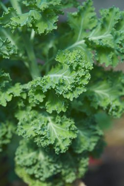 Lahana yetişiyor, makro shot.