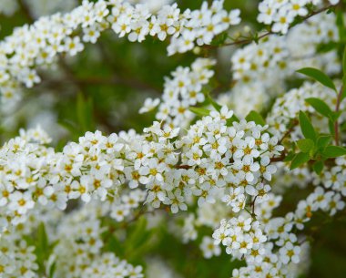 Baharda kiraz çiçeklerinin açan beyaz çiçekleri. Yazın doğası.