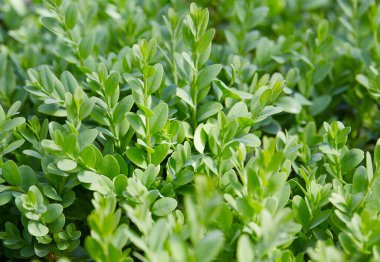 Taze yeşil buxus çalılığı, doğa arka planı