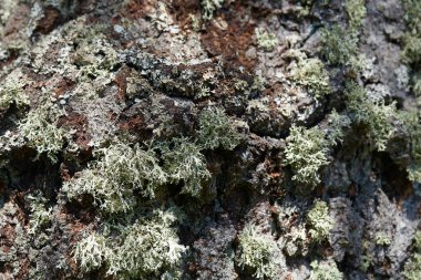 Eski huş ağacı kabuğu yakın.