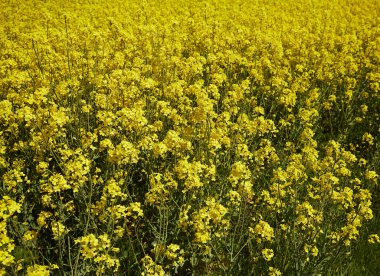 Işıl ışıl bir yaz gününde kolza tarlaları
