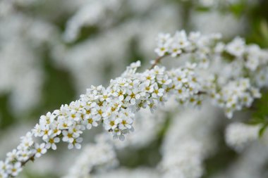 Çayırda beyaz çiçekler