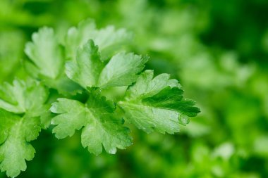 Kereviz yakında büyüyor, yiyecek arka planında.