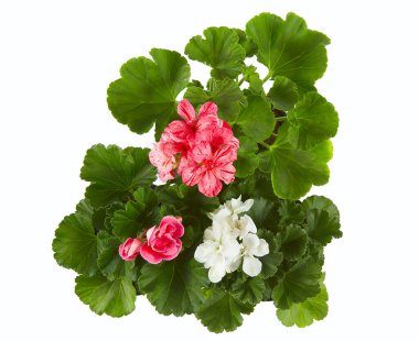 Beyaz tenceredeki pembe sardunya.