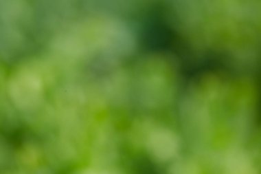 mavimsi doğa arka planı, yeşil otlara odaklanmak yok