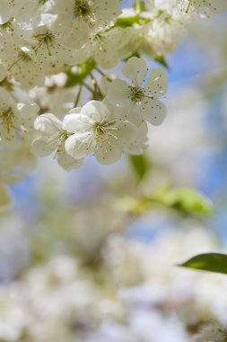 Güneşli bir günde kiraz çiçekleri