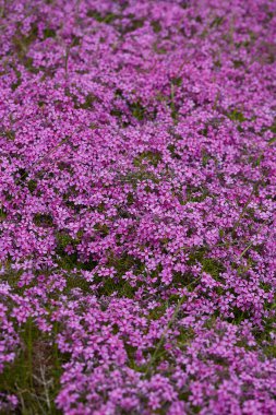 Bahar bahçesinde Violet Verbena