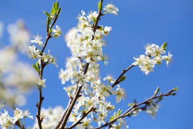Güneşli bir bahar gününde çiçek açan erik ağaçları.