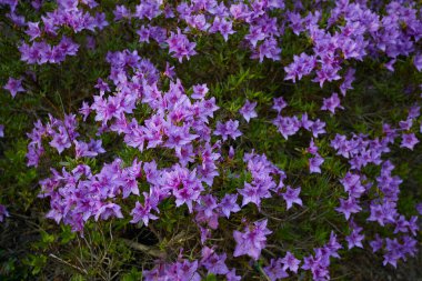 Bahçede çiçek açan rhododendronlar.