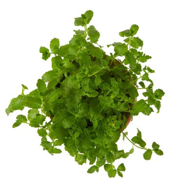 Beyaz tencerede taze nane yetişiyor.