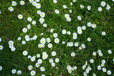 Yeşil çimenlerde büyüyen papatyalar