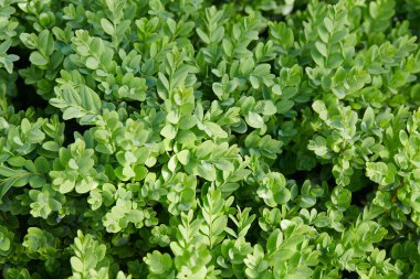 Taze yeşil buxus çalılığı, doğa arka planı
