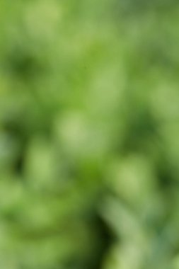 mavimsi doğa arka planı, yeşil otlara odaklanmak yok