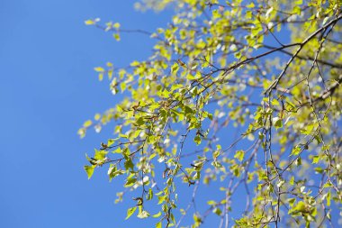 huş yaprakları ilkbaharın başlarında