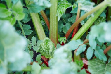 Baharın başında taze ravent.