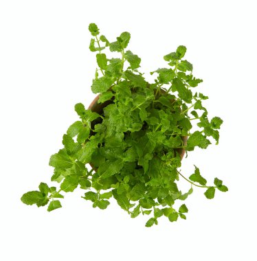 Beyaz tencerede taze nane yetişiyor.