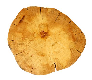 Kurumuş ahşap daire beyaz arkaplanda izole