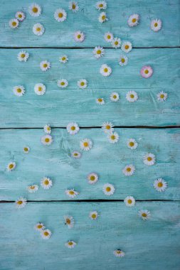 Turkuaz ahşap yüzeyde güzel papatyalar.