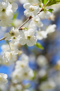 Güneşli bir günde kiraz çiçekleri