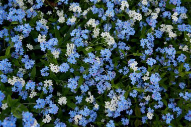 Bahar ormanında beni unutma çiçeği.