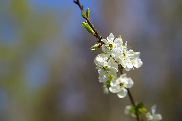 Kvetoucí Švestky Slunném Jarním Dni — Stock fotografie