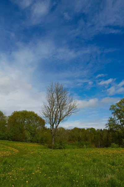 Yeşil Çayırda Yalnız Ağaç Ilkbahar Mavi Gökyüzü — Stok fotoğraf