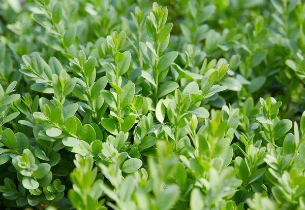 Buxus Vert Frais Fond Nature — Photo