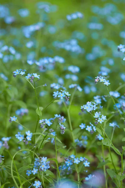 Primo Piano Bel Fiore Blu — Foto Stock