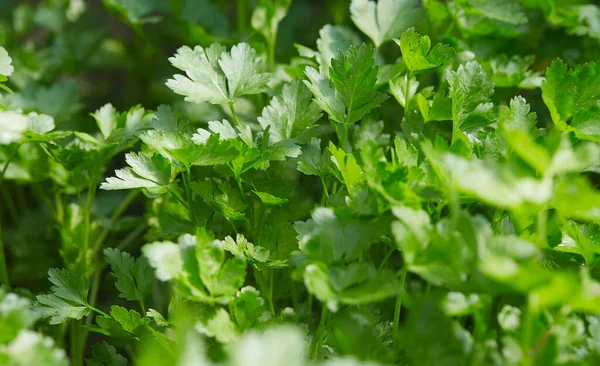 Celery Growing Close Food Background — Stock Photo, Image