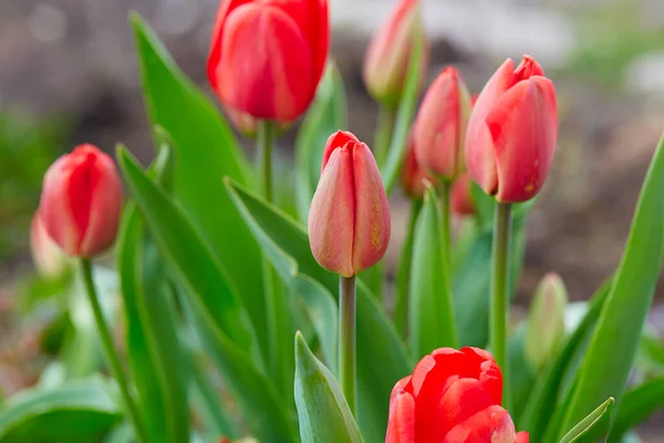 Growing Beautiful Red Tulips Garden — Stock Photo, Image