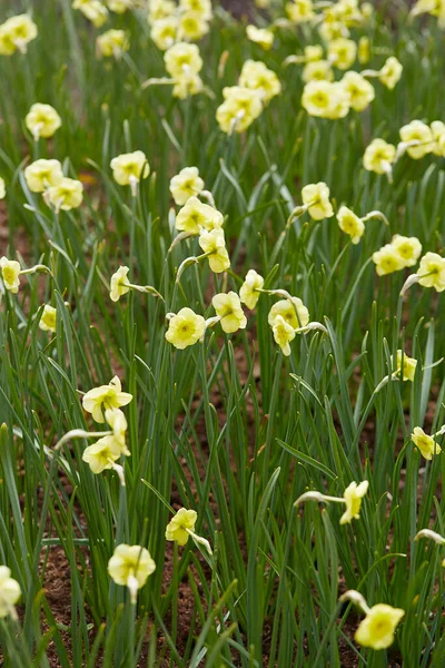 Flores Narcisas Florecientes Jardín — Foto de Stock