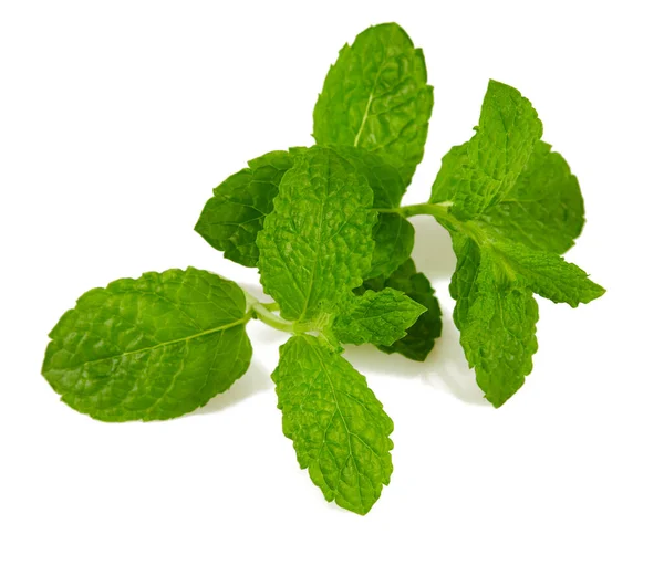 Menta Fresca Isolata Sfondo Bianco — Foto Stock